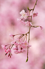 濃い紅色の紅枝垂