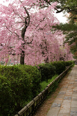 京都半木の道の桜