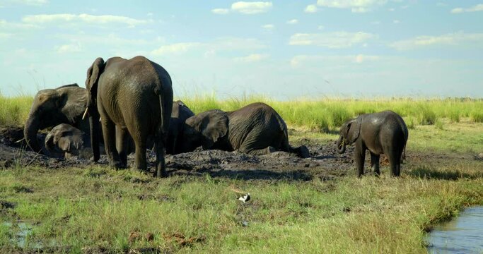 Elephants roll in mud, pan left