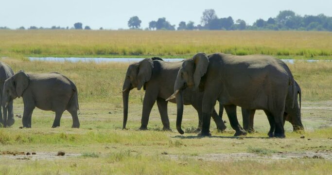 Pan right, herd of elephants on Botswana safari