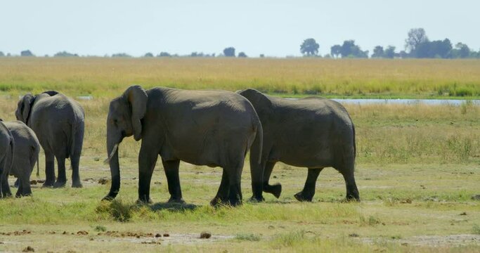 Pan left, elephant family in Botswana