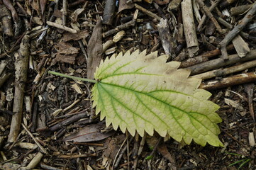 Yellow-green nettle leaf on the background of small branches. Background. Close-up.