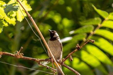 white-eared or white-cheeked bulbul on the branch of the tree