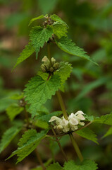 白い花の姿が踊り子のようなオドリコソウ