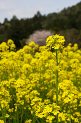 Fototapeta premium 鮮やかな黄色の菜の花