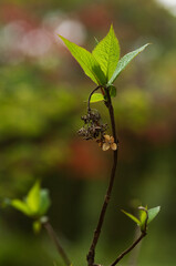 初夏の風物詩として広く親しまれる紫陽花