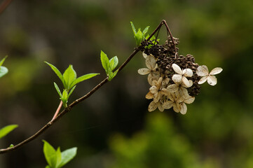 初夏の風物詩として広く親しまれる紫陽花