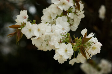 サクラの中では最大級の白い花を咲かせる太白