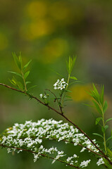 春に小さい白い花を咲かせる雪柳