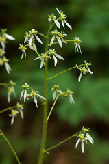 白い花の咲くハルユキノシタ