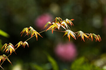 春の紅葉の葉と枝