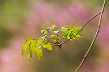 マルバアオダモの葉と枝