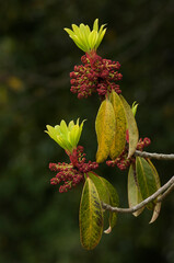 ユズリハの雄花と葉