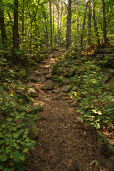 Beautiful green mountain forest on a sunny day in Eppan in the Italian South Tyrol