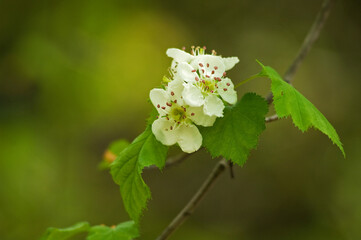 白い小さな花の咲くサンザシの木