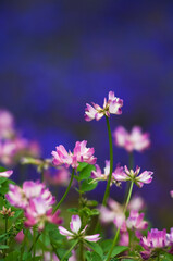 ピンクと白の可愛らしい花の咲くレンゲの花