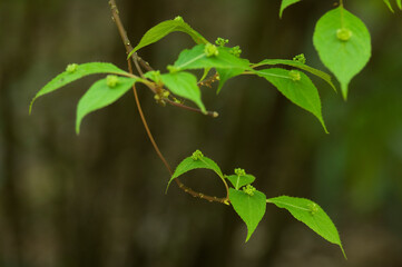葉の上に花が咲き実をつける花筏