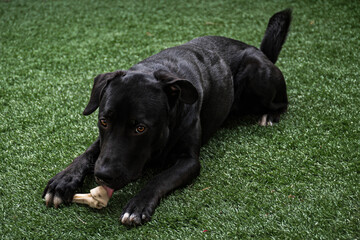 perro acostado lamiendo el hueso © ULISES