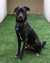 perro negro sentado en pasto verde