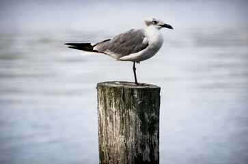 Perched 