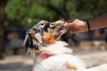 Female Australian Shepherd being trained by a woman