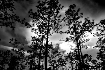 silhouette of a tree