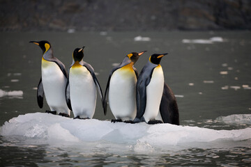 Fototapeta premium King Penguins, South Georgia Island, Antarctica
