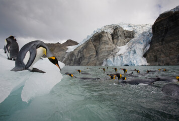 King Penguins, South Georgia Island, Antarctica © Paul