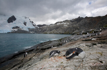 Gentoo Penguin, South Georgia Island, Antarctica