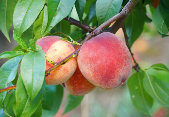 close up on fresh peaches on the branch