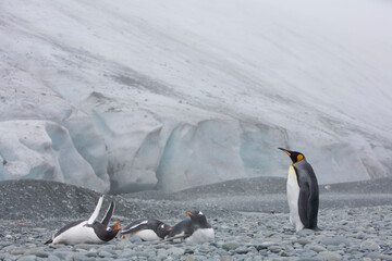 King and Gentoo Penguins, South Georgia Island, Antarctica