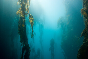 Kelp Forest, South Georgia Island, Antarctica
