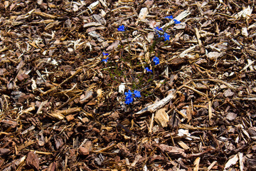 Delicate blue flowers of leschenaultia  biloba  in spring in woodchipped soil  in Crooked Brook National Park near Dardanup South Western Australia  is one of the State's most famous wildflowers.