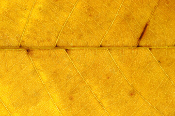 close up on yellow leaf texture