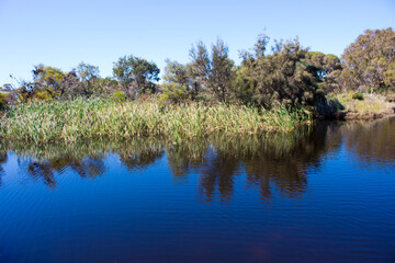 Isolated Big Swamp wetlands Bunbury Western Australia on a fine afternoon in late winter provide ecosystem and habitat for many water birds and long necked swamp tortoises.