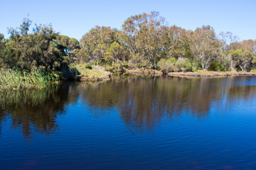 Fototapeta na wymiar Isolated Big Swamp wetlands Bunbury Western Australia on a fine afternoon in late winter provide ecosystem and habitat for many water birds and long necked swamp tortoises.