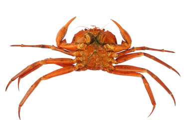 raw Atlantic red crab isolated on white background