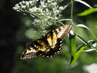Fototapeta premium sunlit swallowtail butterfly along Potomac river