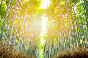 Oriental Tourist Travel Destinations. Sagano Green Bamboo Forest in Japan.