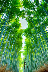 Pictureque Sagano Bamboo Forest in Japan.
