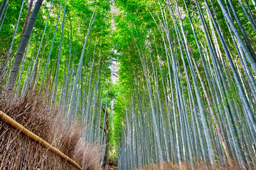 Asian Bamboo Forest in Kyoto in Japan.
