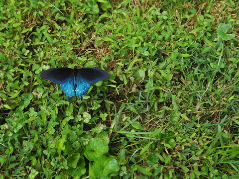 pipevine swallowtail butterfly on grass