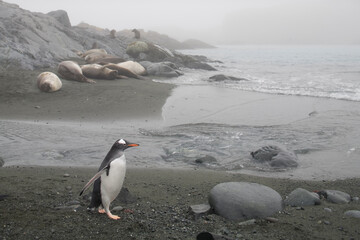 Gentoo Penguins, South Georgia Island, Antarctica