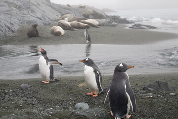 Obraz premium Gentoo Penguins, South Georgia Island, Antarctica