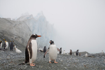 Gentoo Penguins in Fog, South Georgia Island, Antarctica