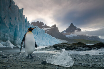 King Penguin At Glacier Edge, South Georgia Island, Antarctica © Paul
