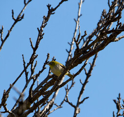 Tiny little Silvereye or Wax-eye (Zosterops lateralis) a small omnivorous passerine bird of Australia  perching in the bare branches of a bare fruit  tree is searching for nectar in early winter .