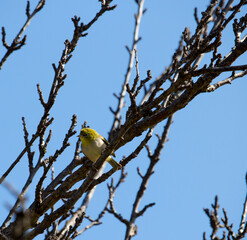 Tiny little Silvereye or Wax-eye (Zosterops lateralis) a small omnivorous passerine bird of Australia  perching in the bare branches of a bare fruit  tree is searching for nectar in early winter .