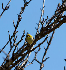 Tiny little Silvereye or Wax-eye (Zosterops lateralis) a small omnivorous passerine bird of Australia  perching in the bare branches of a bare fruit  tree is searching for nectar in early winter .