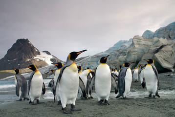King Penguins at Glacier Edge, South Georgia Island, Antarctica